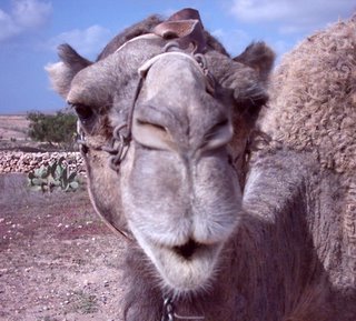 camel20nose.jpg