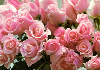 frillypinkroses.jpg