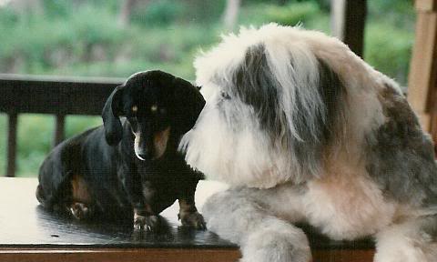 puppy20friends.jpg