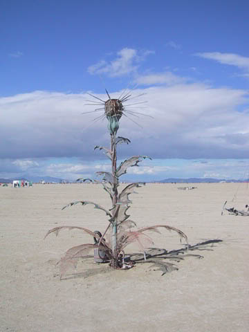 desert_flower.jpg