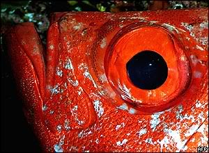 fish-big-eyes.jpg