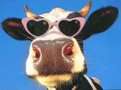 funny_cow_1.jpg