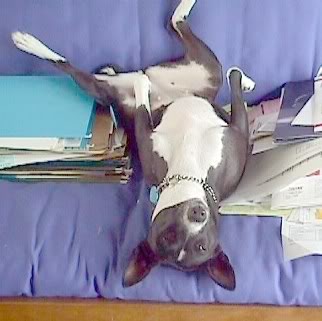 Basenji.jpg