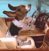 dogincar.gif