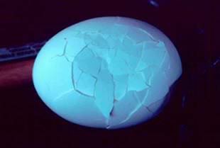 cracked2520egg.jpg