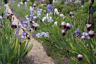 Iris20in20the20Springtime.jpg