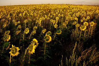 DespondentSunflowers.jpg