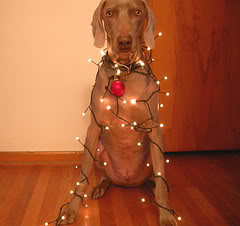 DecoratingGustavforChristmas.jpg