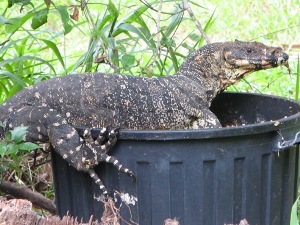 Goanna on rubbish bin smallest