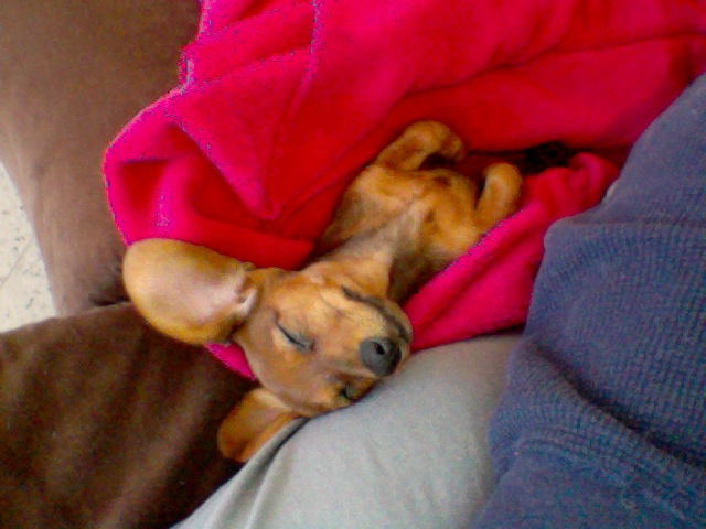 Dixie-Pixie