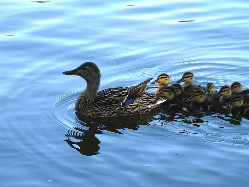 800px-Mother_and_baby_ducks