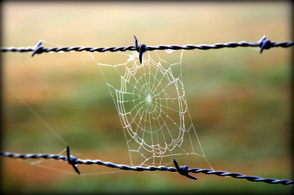 Morning dew on spiders web.