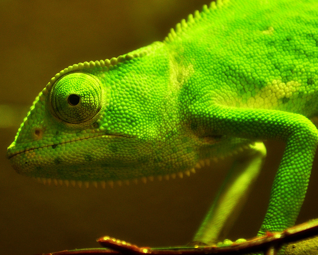 photo by Flickr's She Chameleon