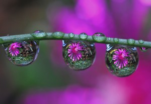 Drops in Drops by Steve Wall