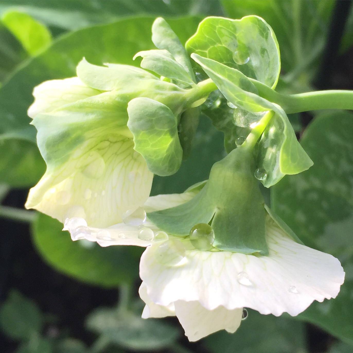 peasflower