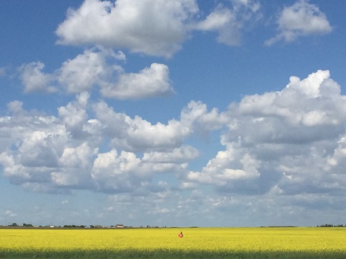 Canola 1 billion: ToolMaster 0. 