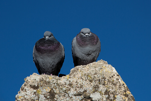 Two Lovers