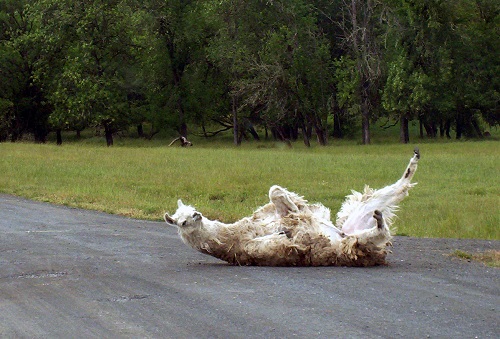 Drama Llama