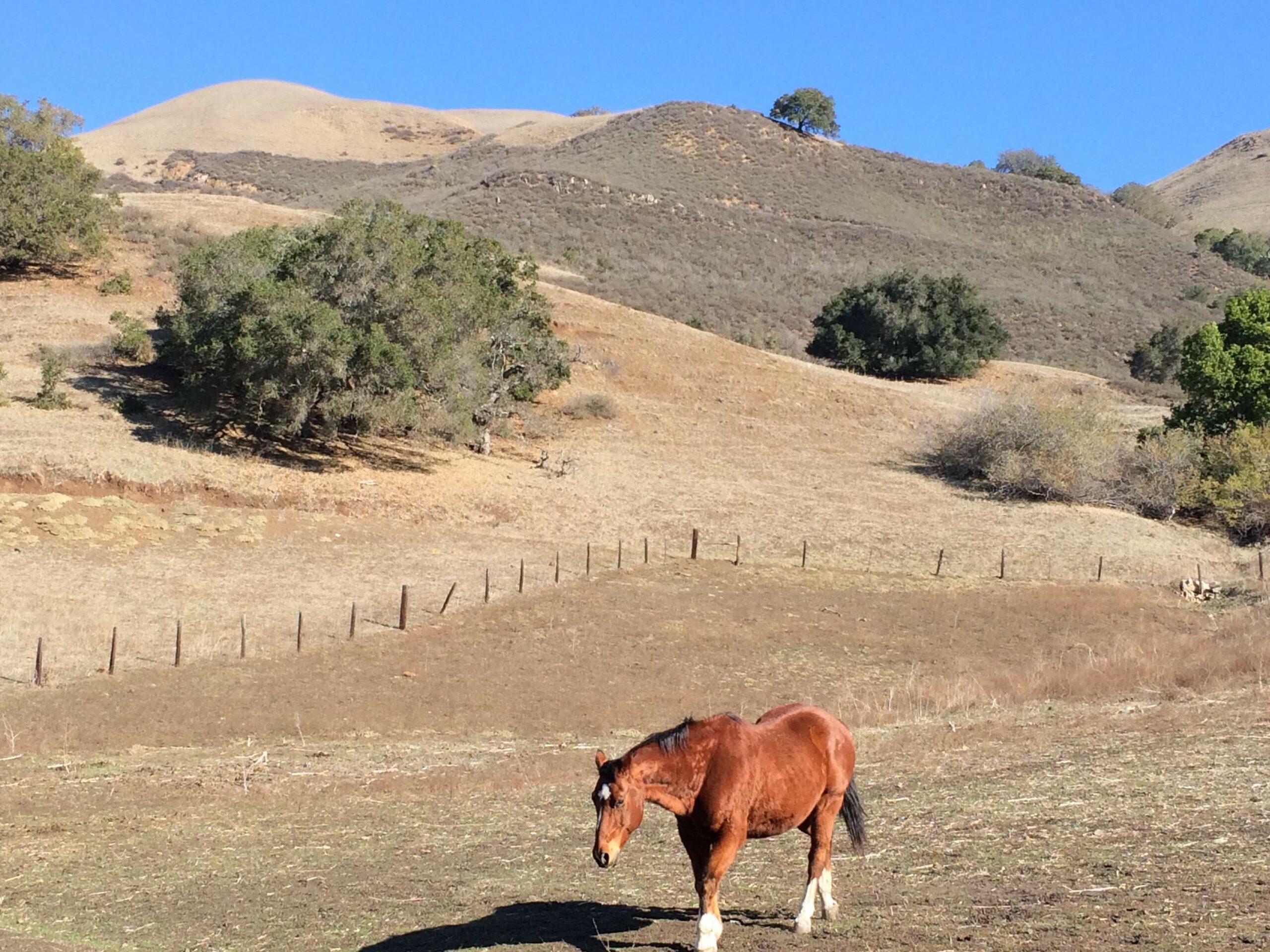 horse