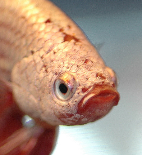 Be a considerate -- you don't want a beta stink-eye.
(photo by Daniella Vereeken)