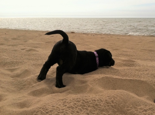 Reaching and Digging. Photo by Vaughn Roycroft