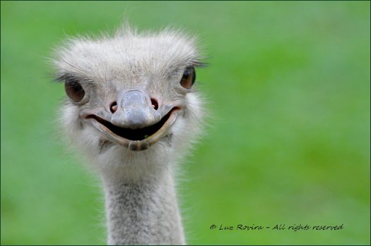 photo courtesy Flickr's luz rovira