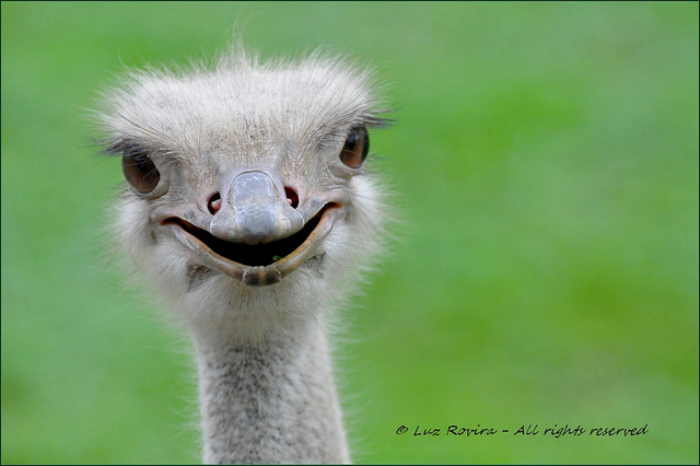 photo courtesy Flickr's luz rovira