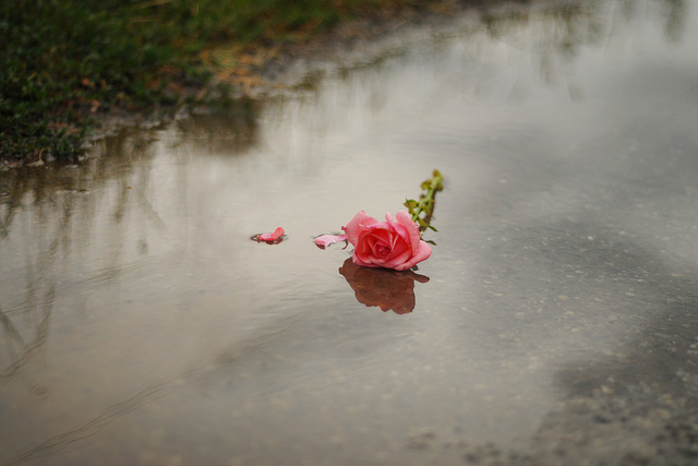Flickr Creative Commons: Silva Sala