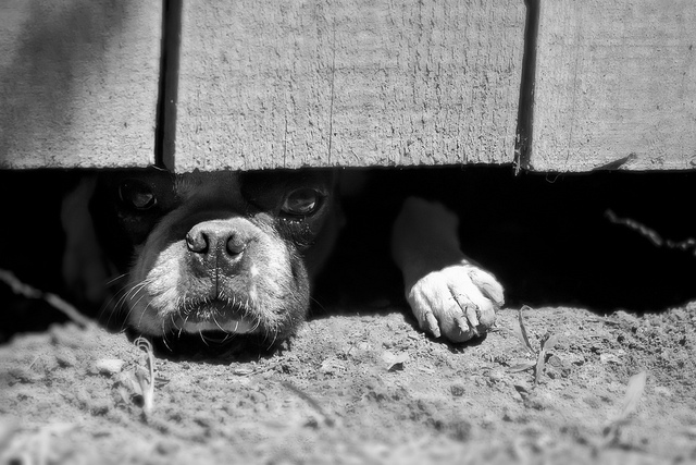 photo by Will Montague via flickr