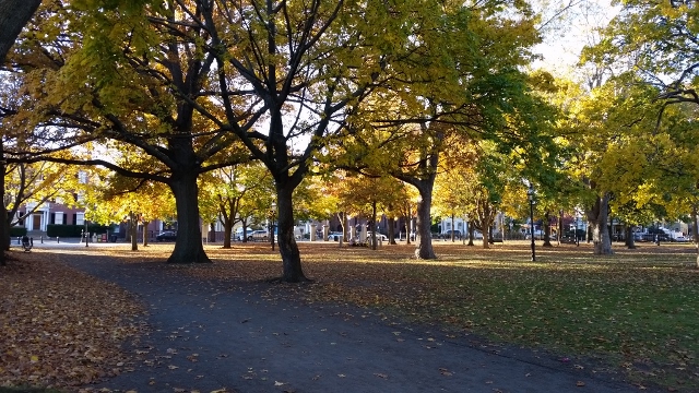 autumn-trees-1