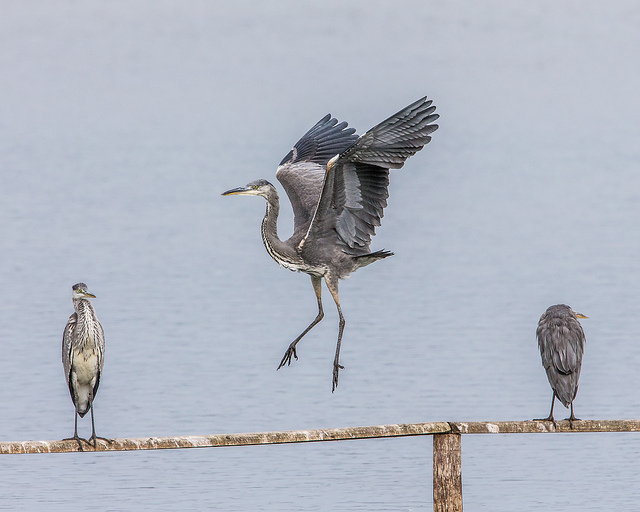 Photo by Andy Morffew, Flickr's Creative Commons