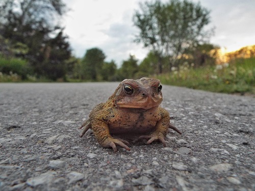 Toad on the Road from Morguefile