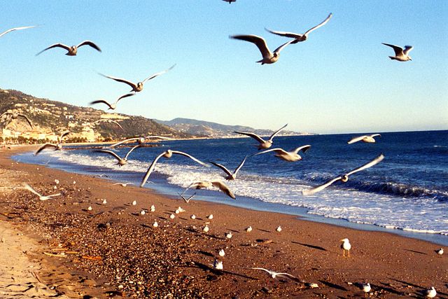 gulls