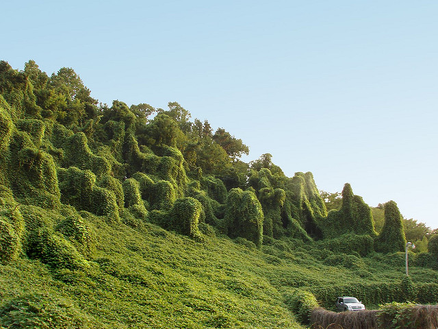 Kudzu, by Katie Ashdown