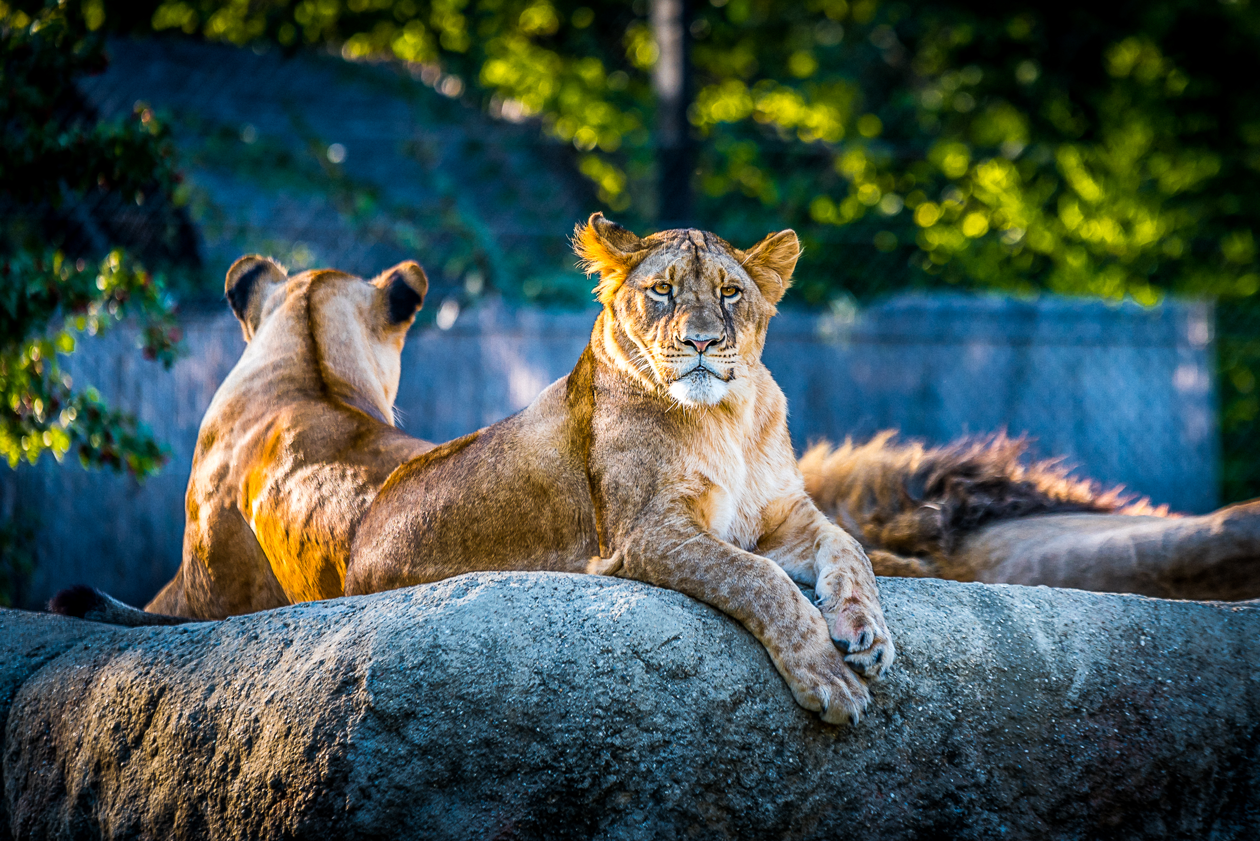 <a href="https://www.pexels.com/photo/animal-photography-animals-big-cat-carnivore-615277/">Photo</a> by Goran Vrakela, <a href="https://creativecommons.org/publicdomain/zero/1.0/">CC0</a>