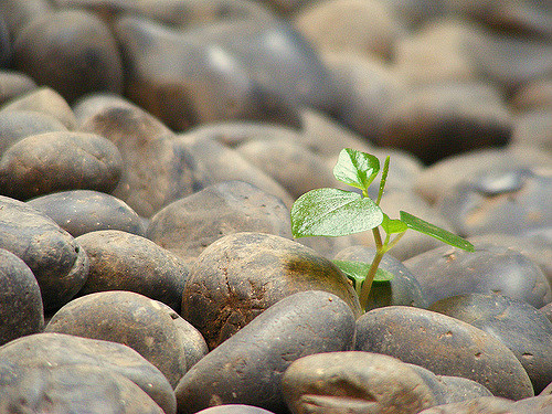Flickr Creative Commons: Rangga Rr