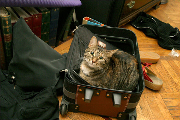 A cat in a suitcase! How adorable!