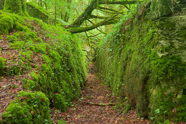 Ancient Emerald Forest - Nicholas Raymond on Flickr