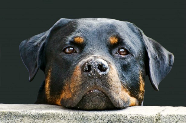 Dog-1373127384GhB