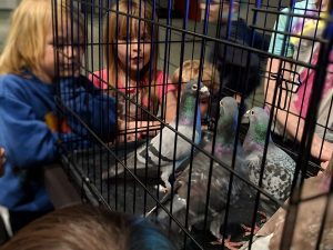 Erika Liodice author visit with racing pigeons