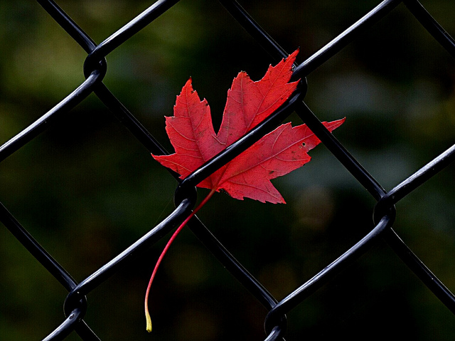 Flickr Creative Commons: Ken Mattison