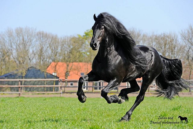 Photo Credit: "Black Running Stallion" by  Alex Gavvy