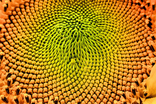 Photo Credit: Pictoscribe Fibonacci Math