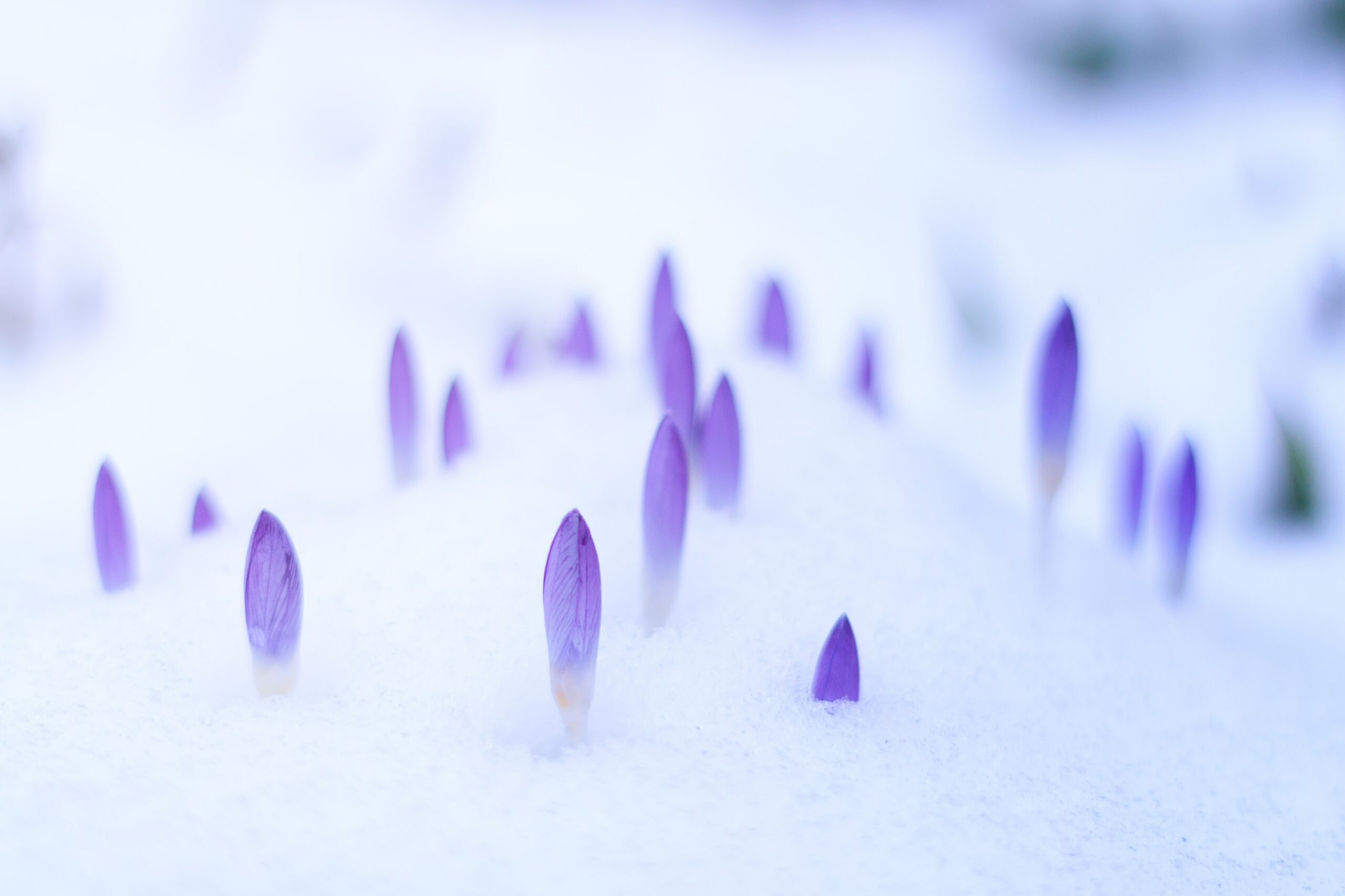 johannes-plenio-564230-unsplash