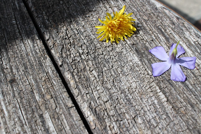 Flickr Creative Commons: Mel Trent