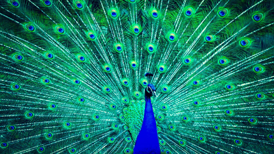 Peacock