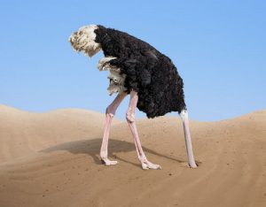 ostrich burying its head