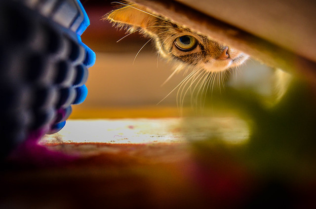 Image by chrisxx64