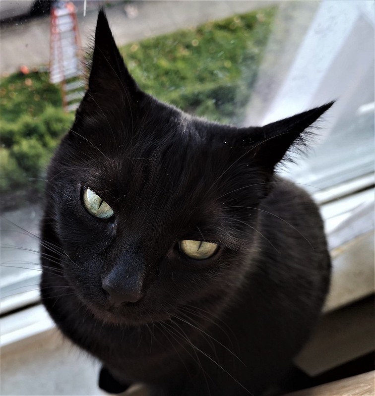 cats