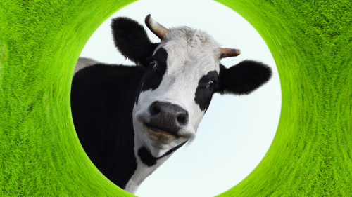 Cow